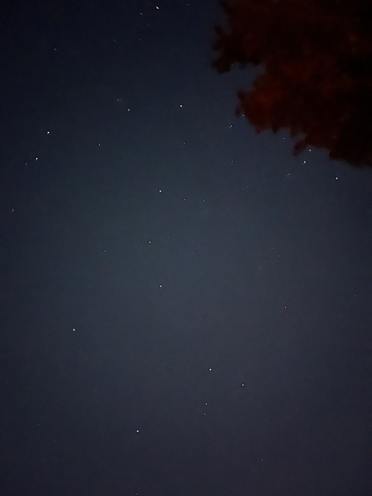 Raven banner image