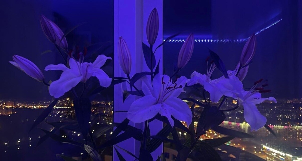 Aaliyah banner image