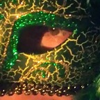 Absinthe an Glas avatar