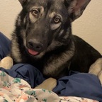FENRIR avatar