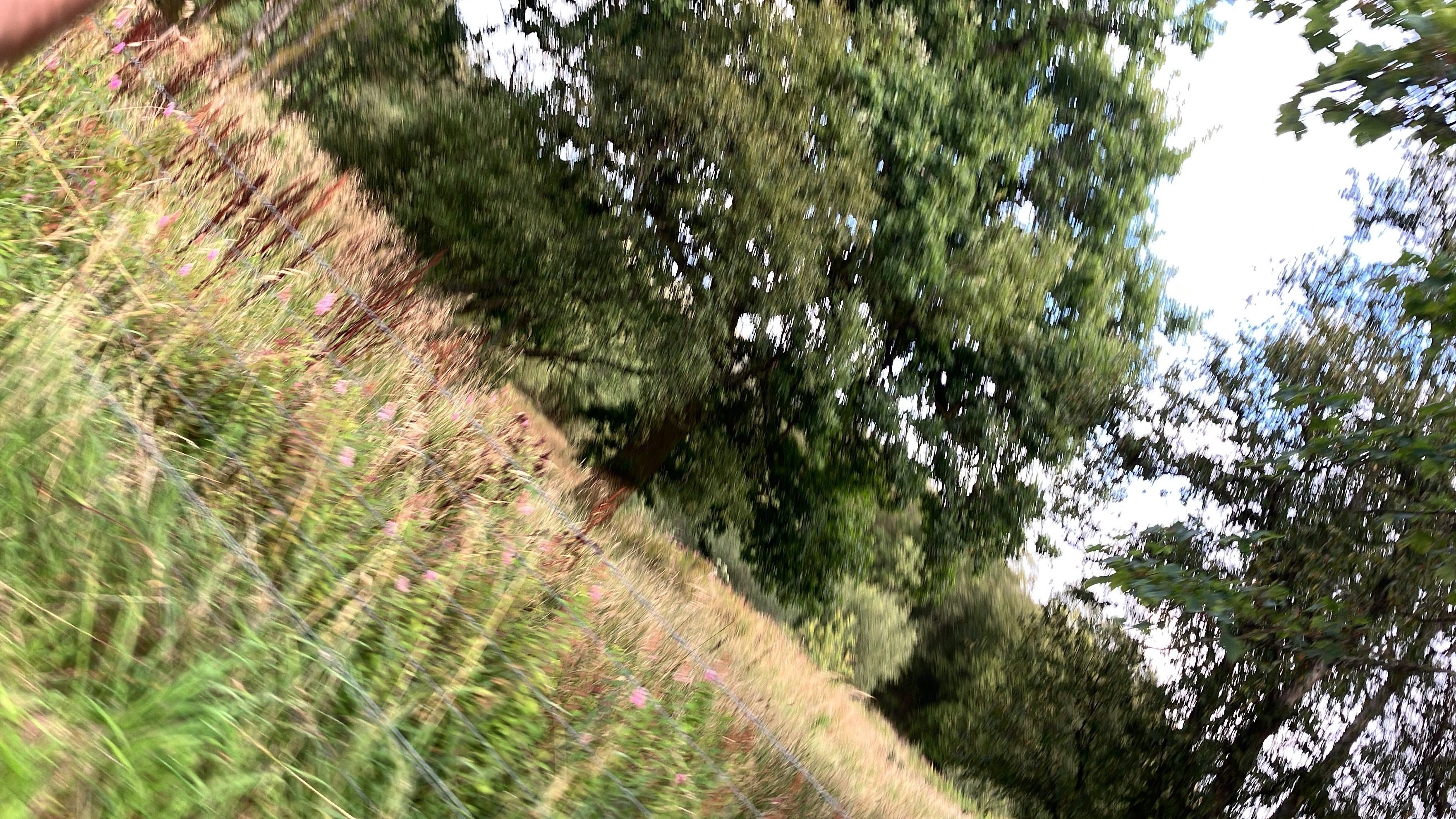 Adam banner image
