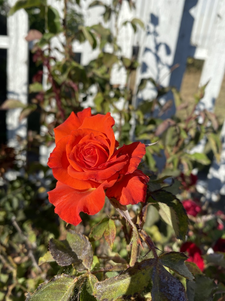 Baby Rose banner image