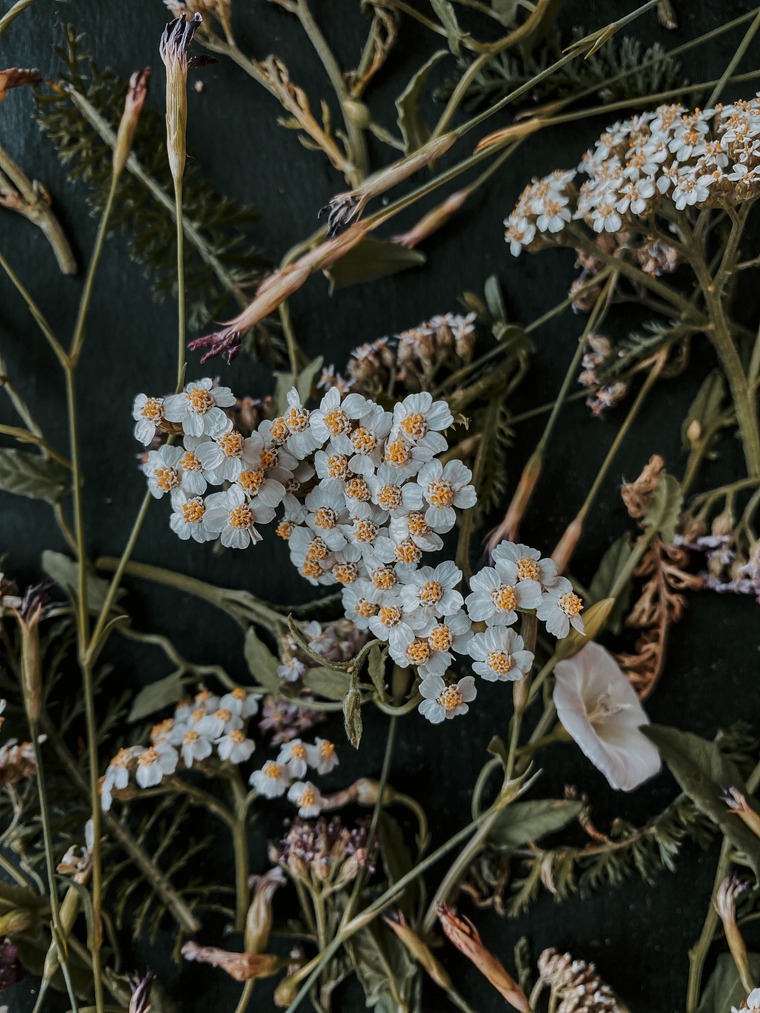 Afra Kash cover image