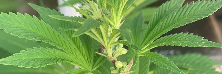 Ahmeer cover image