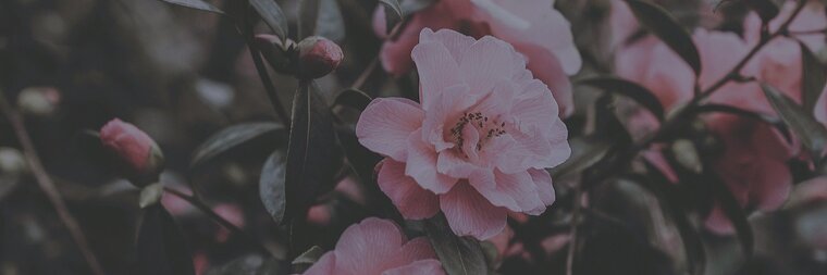 Amunet 🌙 banner image