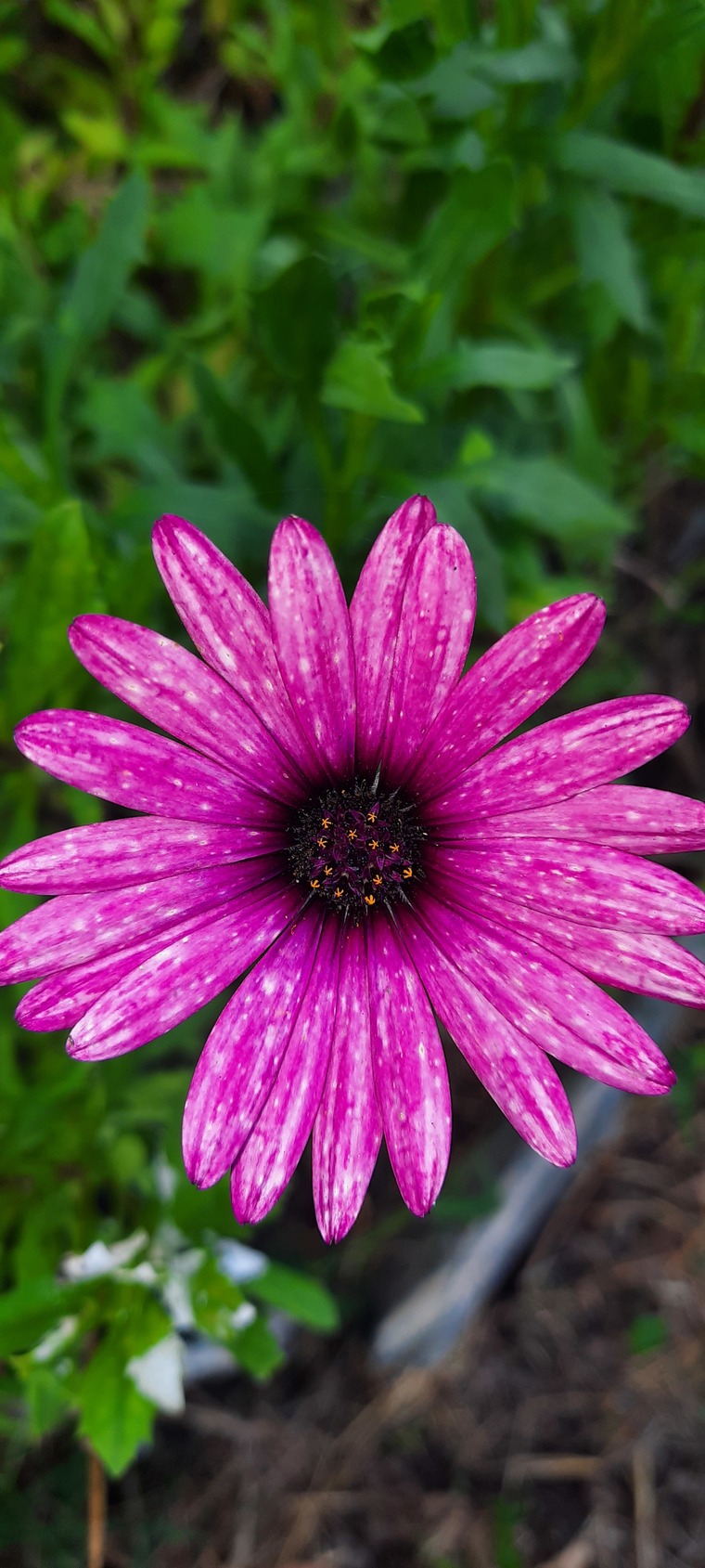 Ailin banner image