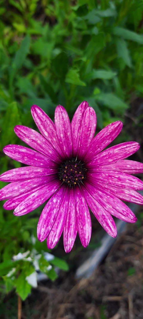 Ailin cover image