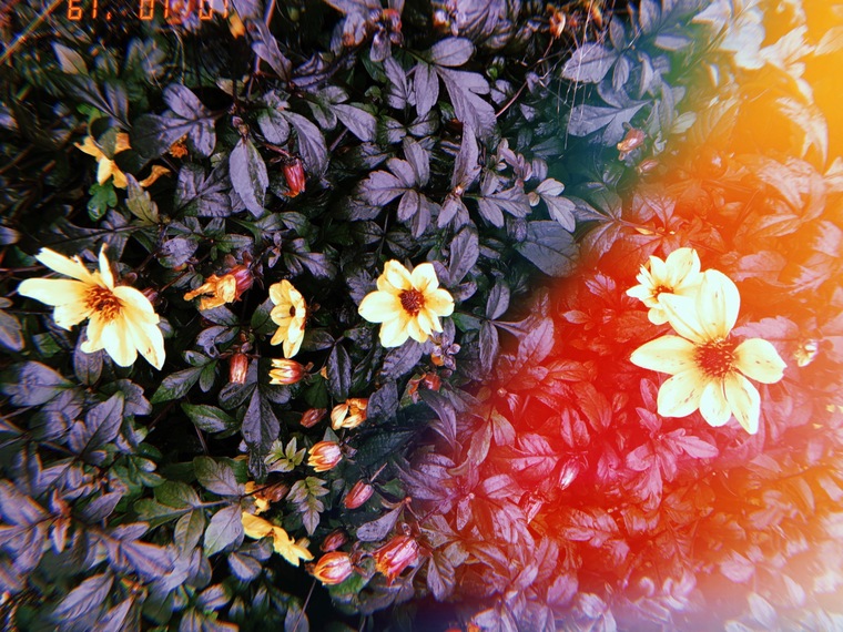🍃420 with Aurora🔮 cover image