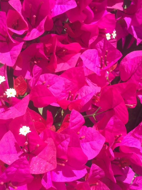 albanettta cover image