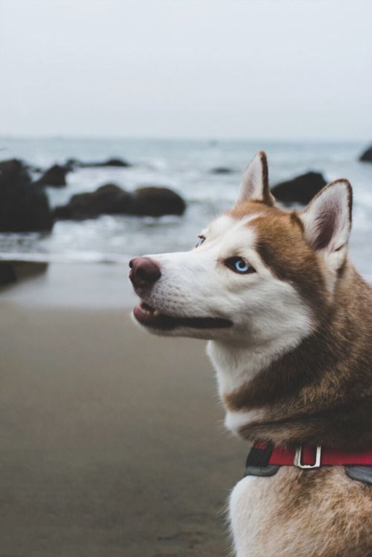 Il gus banner image