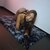 Alexa Velvet avatar