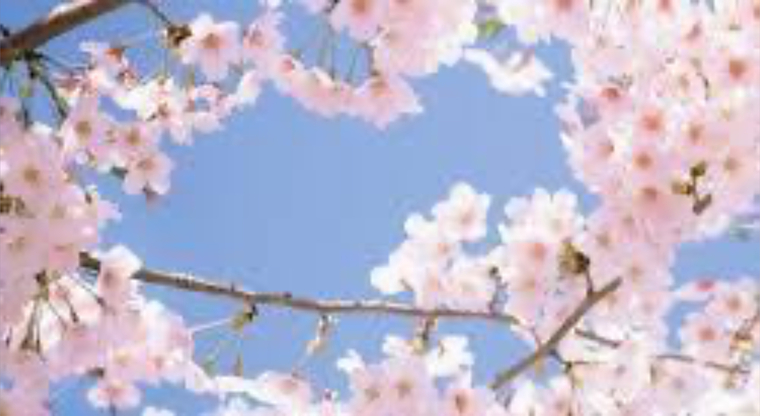 Alexis Trope banner image
