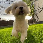 Alfie The Good Boy avatar