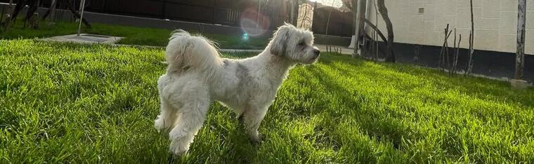 Alfie The Good Boy cover image