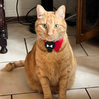Alf the cat avatar
