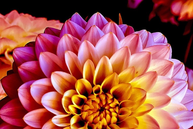 Ali Phoenix banner image