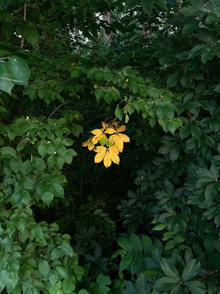 AA_Trim cover image