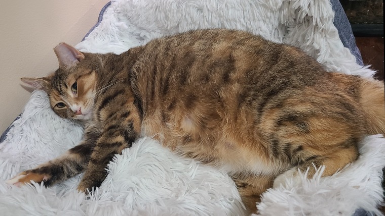Tiddies For Kitties cover image