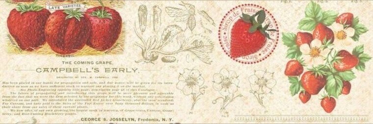 ゚.*・🍒。゚Allison Hall .°🍓゚.* cover image