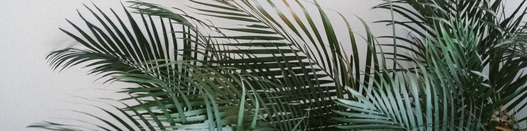 Ally cover image