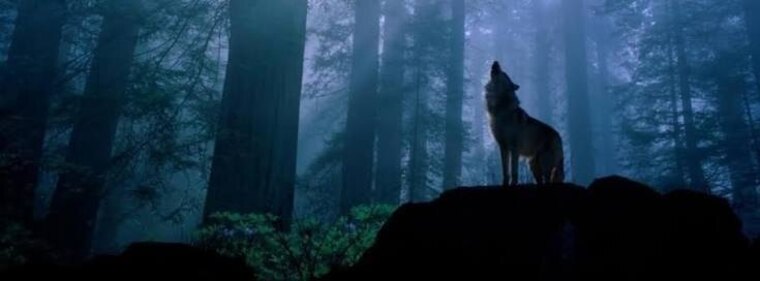 Persian Wolf 🐺 cover image