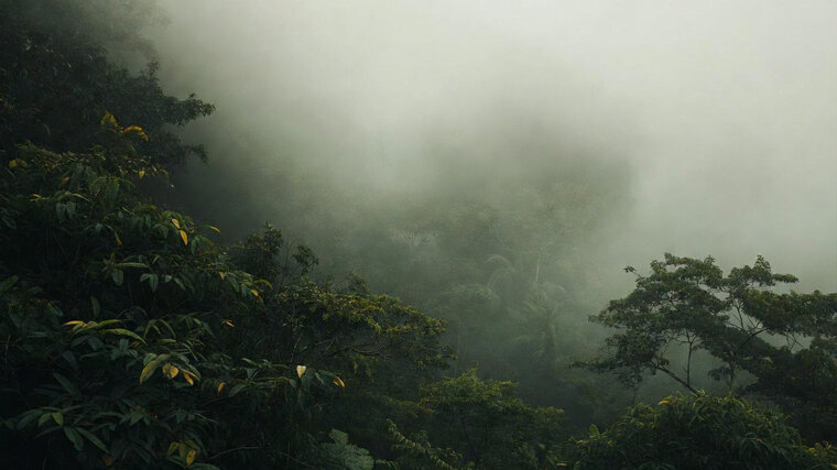 Amazon Fierce banner image