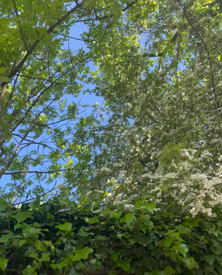 Amelia Grey banner image