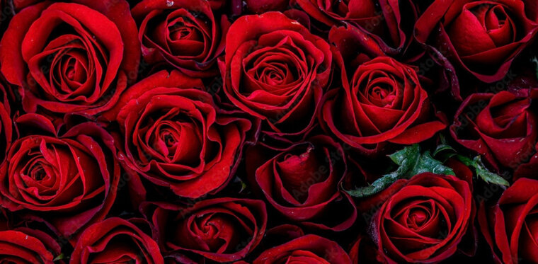 Amelia Rose 🌹 banner image