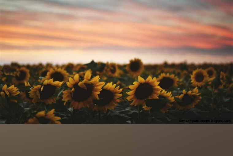 Anastasia A. cover image