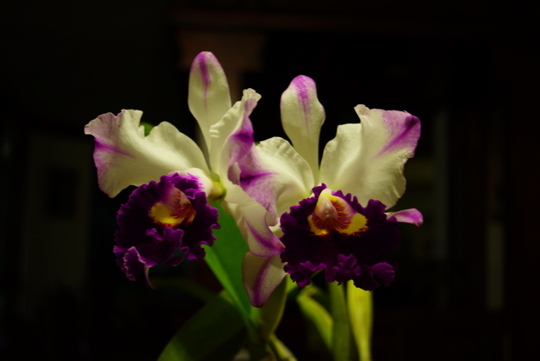 Andrea Zamora banner image