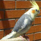 Roke Hoffman avatar