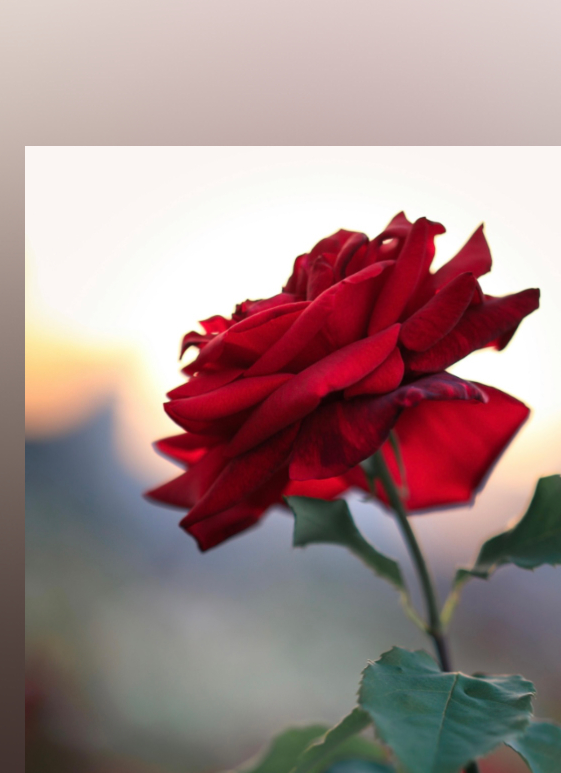 Mercedes Angeles'xo banner image