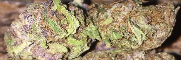 Anita Sativa cover image
