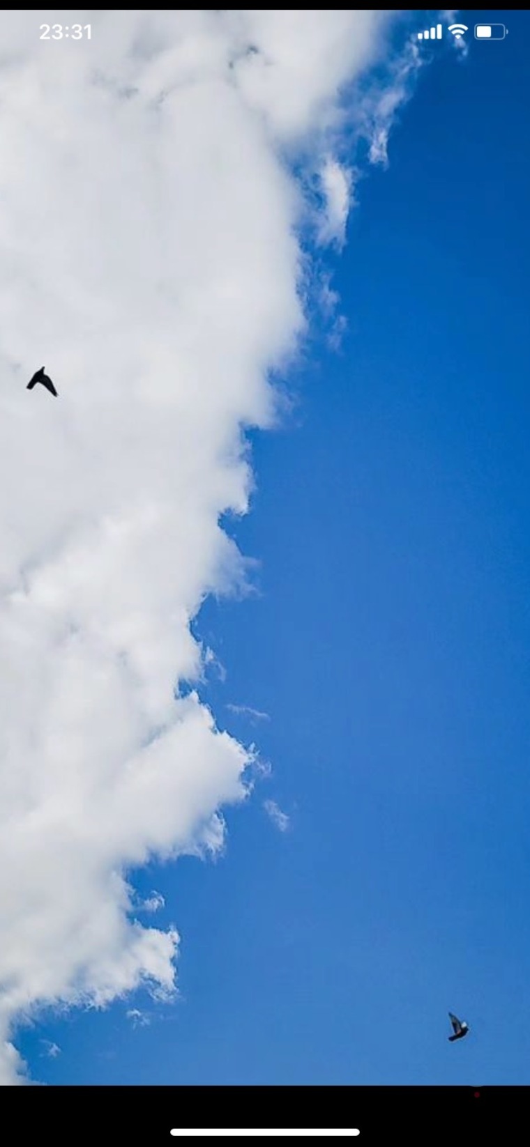 Anitta L. banner image