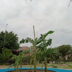 Anjelumk avatar