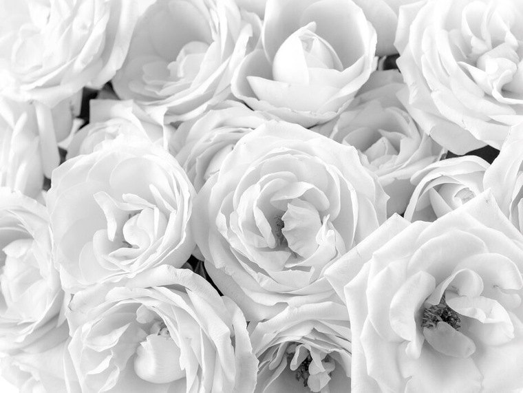Anna Rose banner image