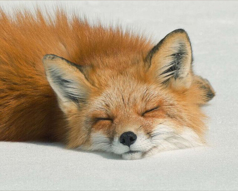 AnneTheFox banner image