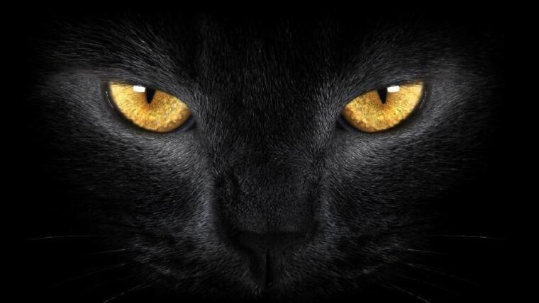 Annia'kats cover image