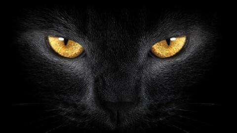 Annia'kats cover image