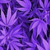 AppleDragon420 avatar
