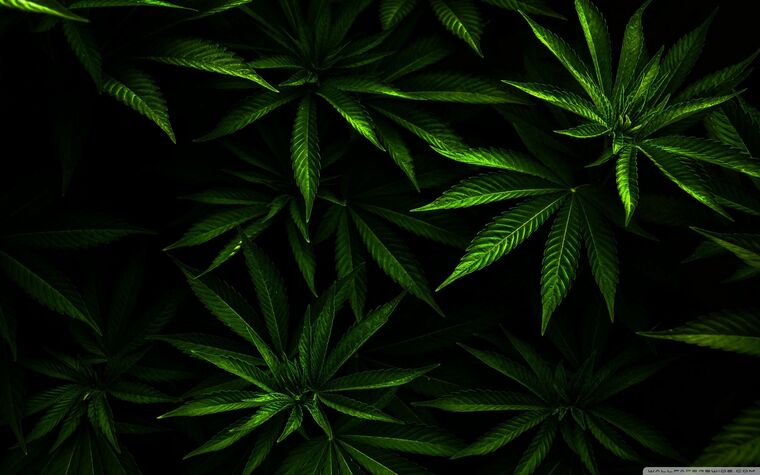 AppleDragon420 cover image