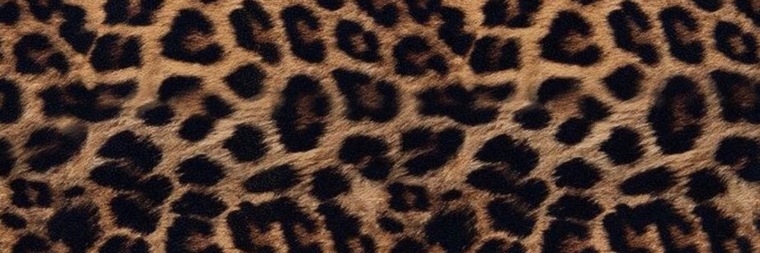 ARIA NA$TIE banner image
