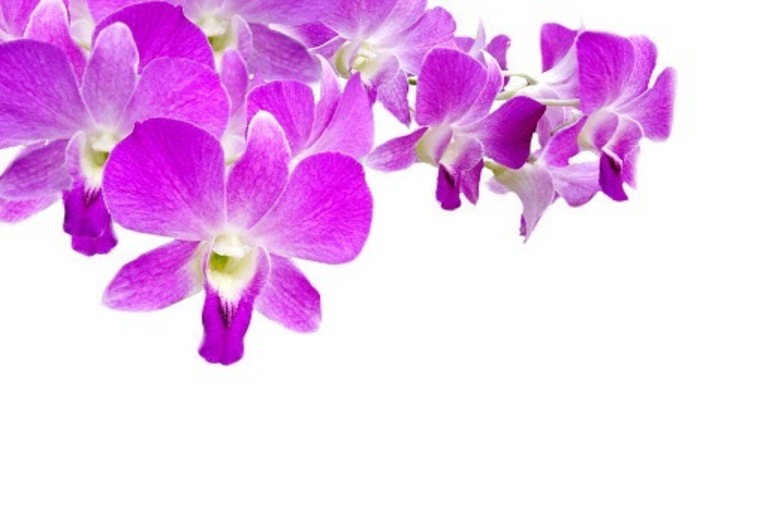 Arichaya banner image