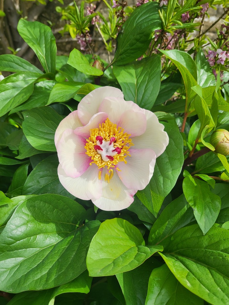 Amy cover image
