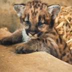 Arizona Cub avatar