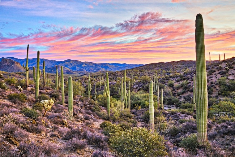 Arizona Cub cover image