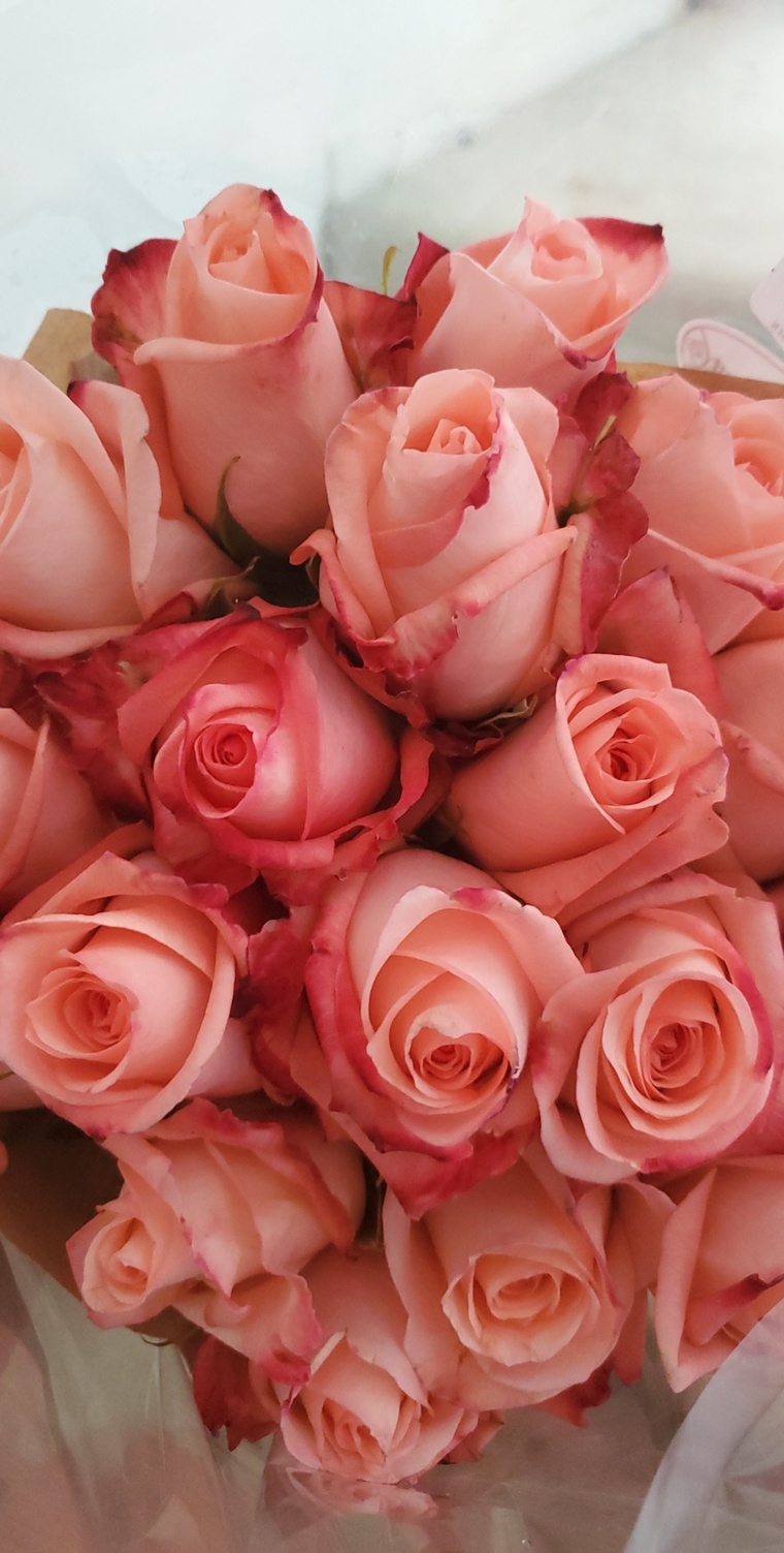 Amy banner image
