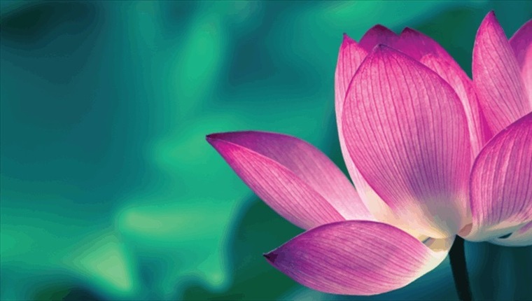 Lexie cover image