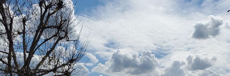 Ash banner image