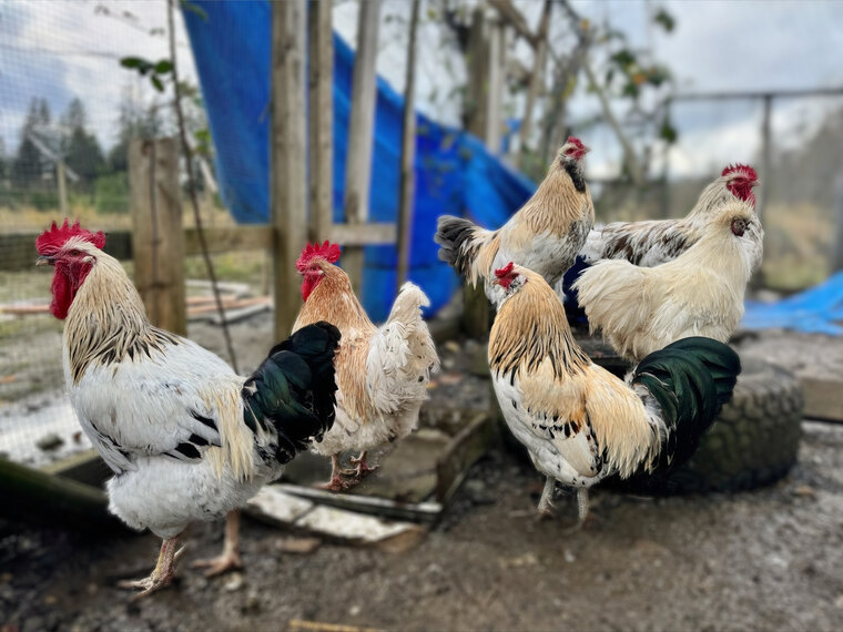 Ashley Cocks🐓 banner image